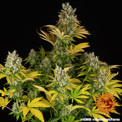 Barney's Farm GMO (Barney's Farm)