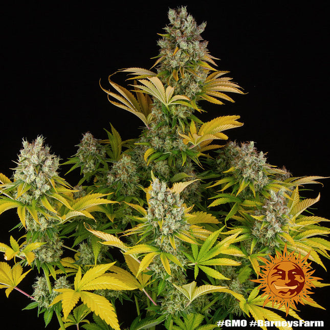 Barney's Farm GMO (Barney's Farm)
