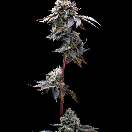 Barney's Farm GMO Cookies (Barney's Farm)