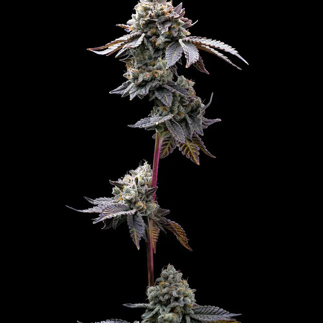 Barney's Farm GMO Cookies (Barney's Farm)