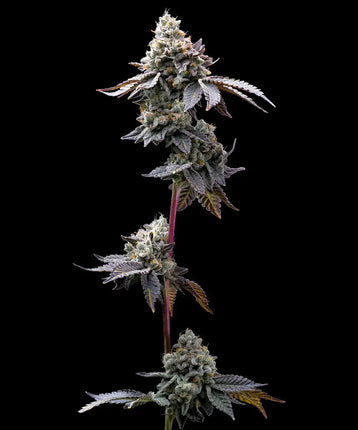 Barney's Farm GMO Cookies (Barney's Farm)
