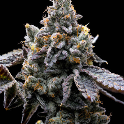 Barney's Farm GMO Cookies (Barney's Farm)