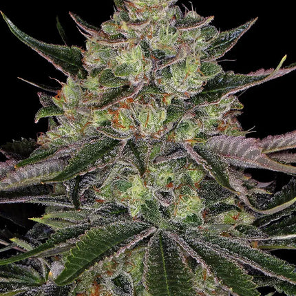 Barney's Farm Gorilla Zkitllez