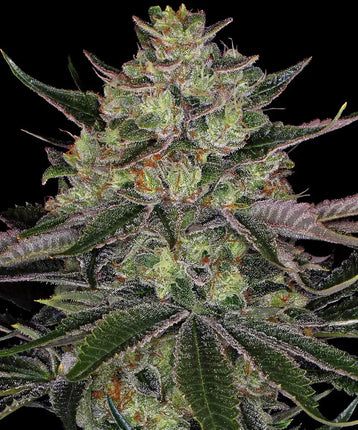 Barney's Farm Gorilla Zkitllez