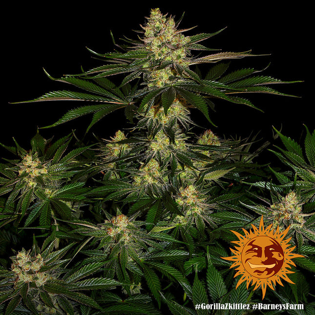 Barney's Farm Gorilla Zkitllez (Barney's Farm)