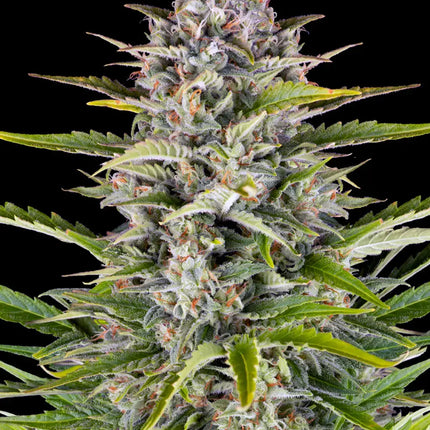 Barney's Farm Gorilla Zkittlez Auto