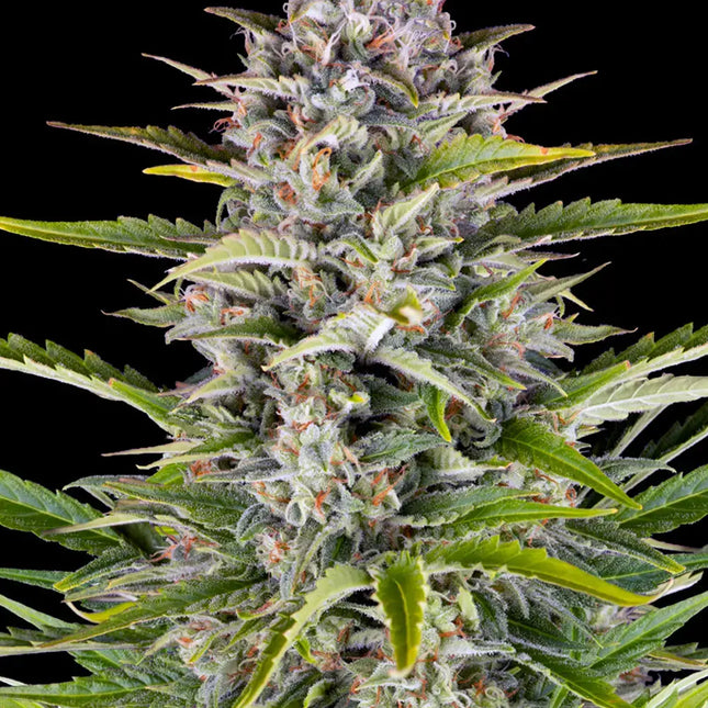 Barney's Farm Gorilla Zkittlez Auto