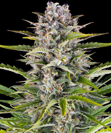 Barney's Farm Gorilla Zkittlez Auto (Barney's Farm)