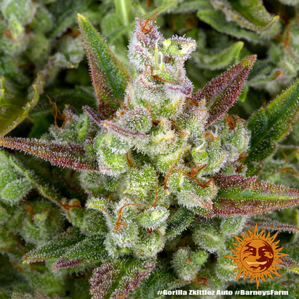 Barney's Farm Gorilla Zkittlez Auto (Barney's Farm)