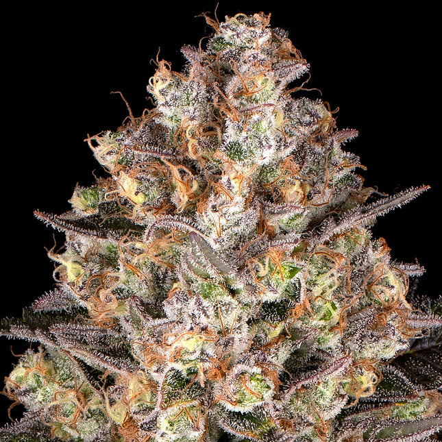 Barney's Farm Hindu Kush (Barney's Farm)