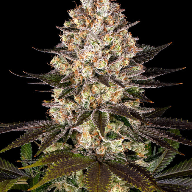 Barney's Farm Hindu Kush (Barney's Farm)
