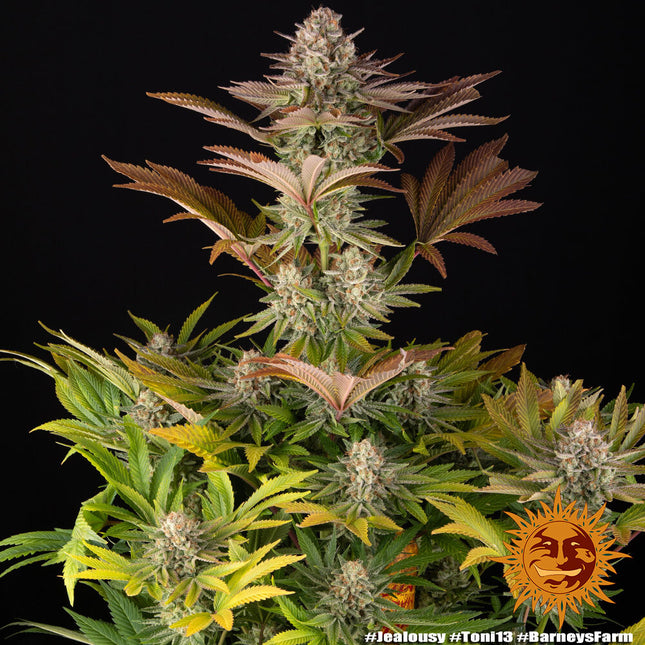 Barney's Farm Jealousy