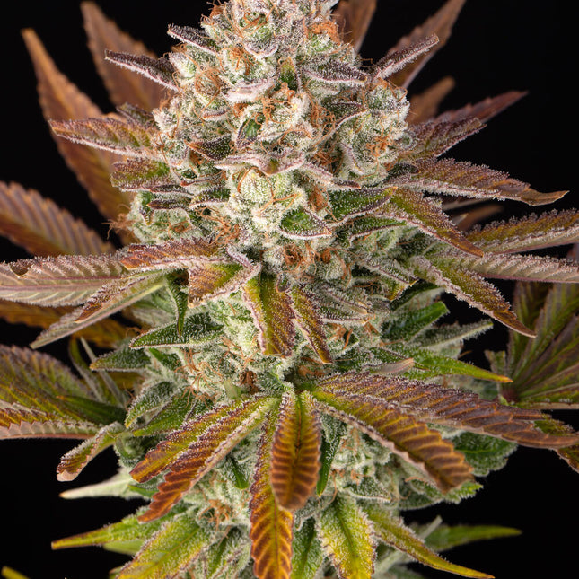 Barney's Farm Jealousy (Barney's Farm)