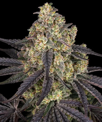 Barney's Farm Kush Mintz (5 Zaden)