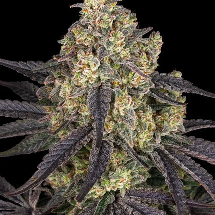 Barney's Farm Kush Mintz (5 Zaden) (Barney's Farm)