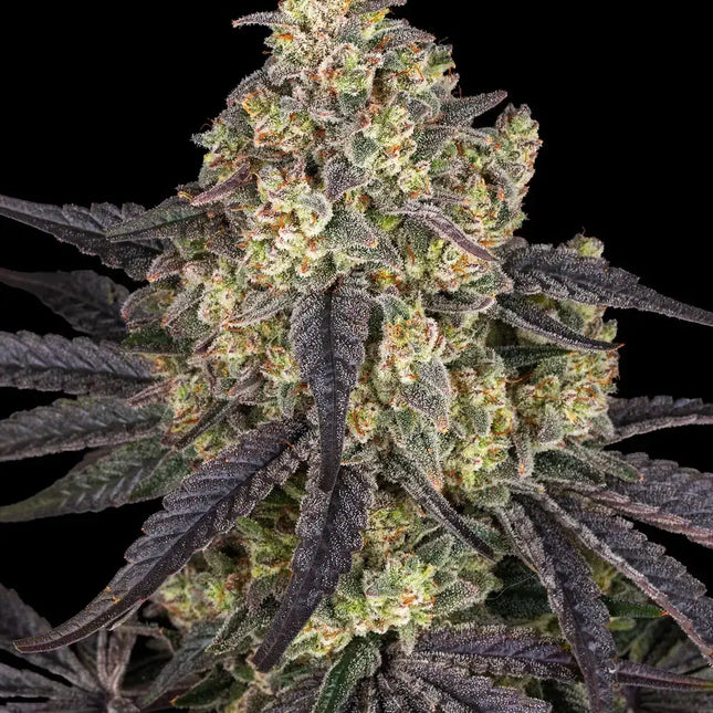 Barney's Farm Kush Mintz (5 Zaden) (Barney's Farm)