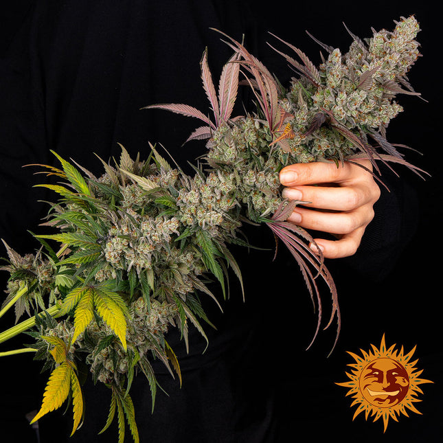 Barney's Farm Kush Mintz (5 Zaden) (Barney's Farm)