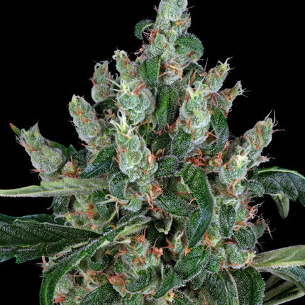 Barney's Farm Laughing Buddha (Barney's Farm)