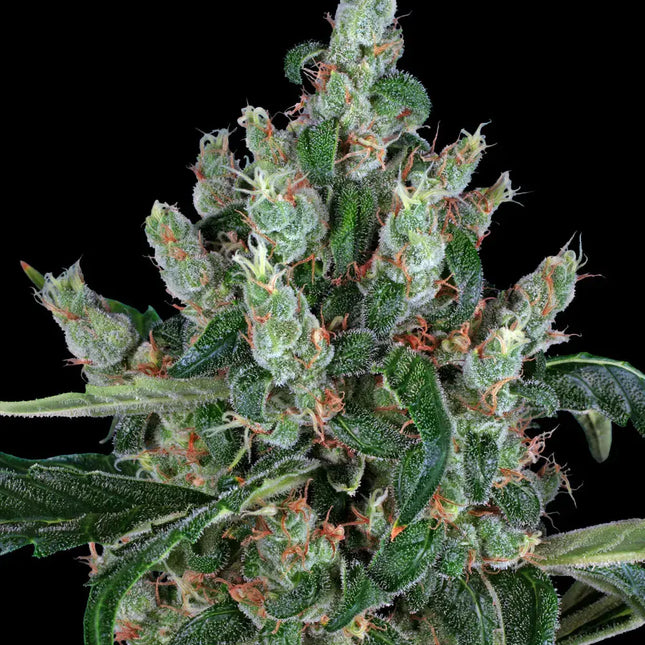 Barney's Farm Laughing Buddha (Barney's Farm)