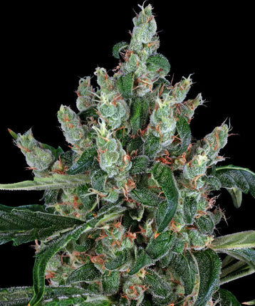 Barney's Farm Laughing Buddha (Barney's Farm)