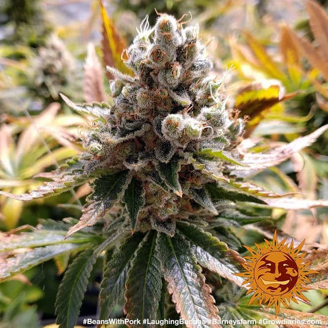 Barney's Farm Laughing Buddha (Barney's Farm)