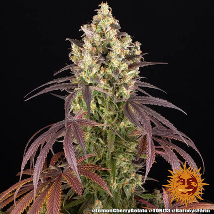 Barney's Farm Lemon Cherry Gelato