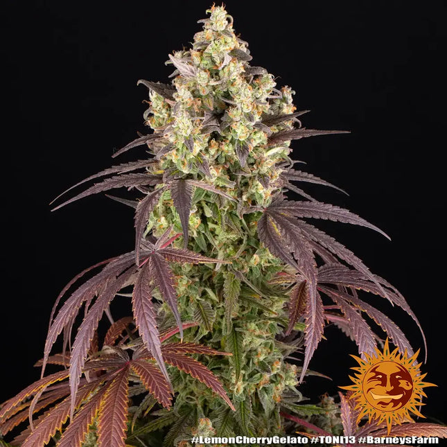 Barney's Farm Lemon Cherry Gelato (Barney's Farm)