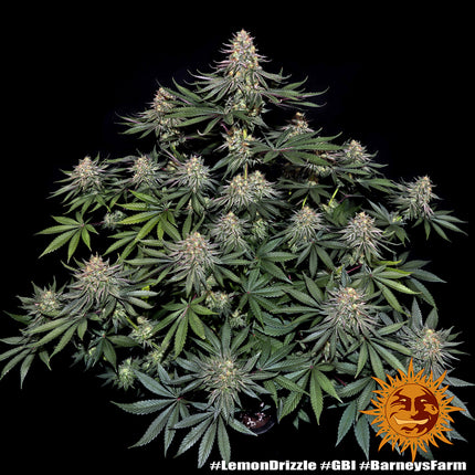 Barney's Farm Lemon Drizzle (3 Zaden)
