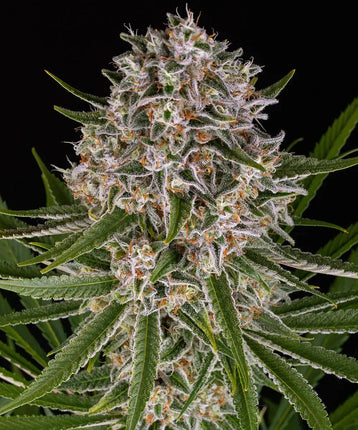 Barney's Farm Lemon Haze Auto