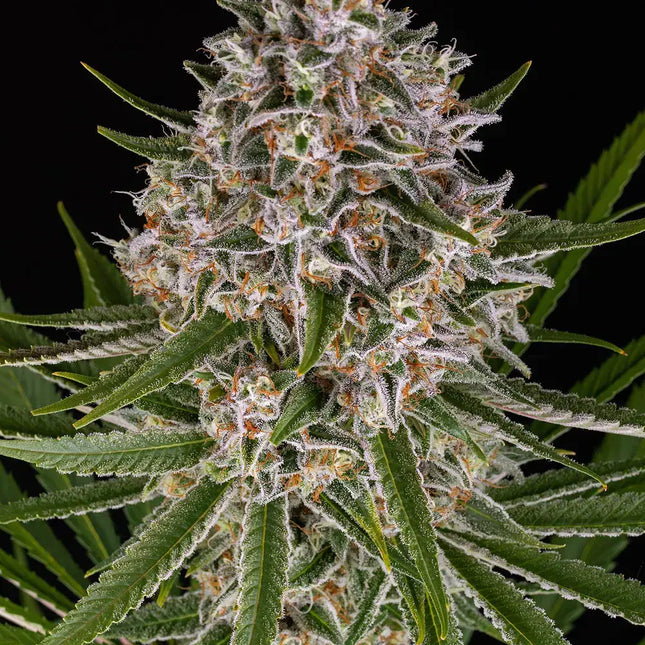 Barney's Farm Lemon Haze Auto (Barney's Farm)