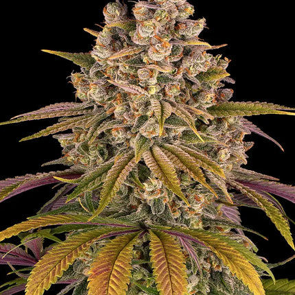 Barney's Farm Lemon Tree (5 Zaden) (Barney's Farm)
