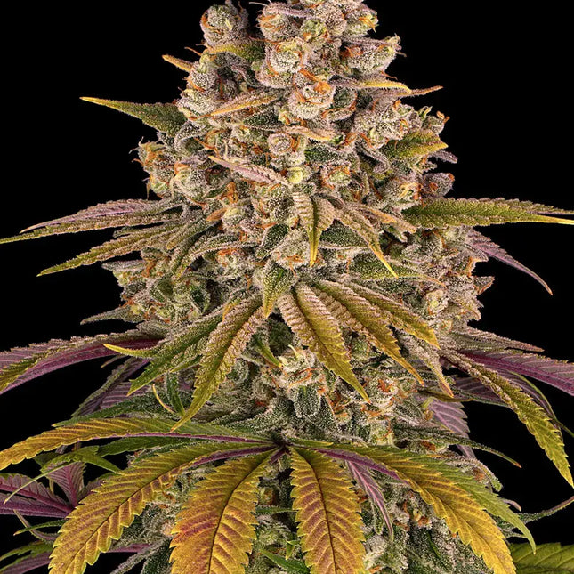 Barney's Farm Lemon Tree (5 Zaden) (Barney's Farm)