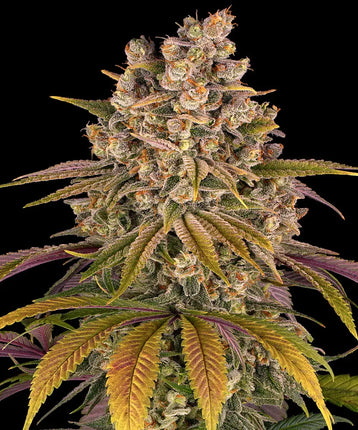 Barney's Farm Lemon Tree (5 Zaden) (Barney's Farm)