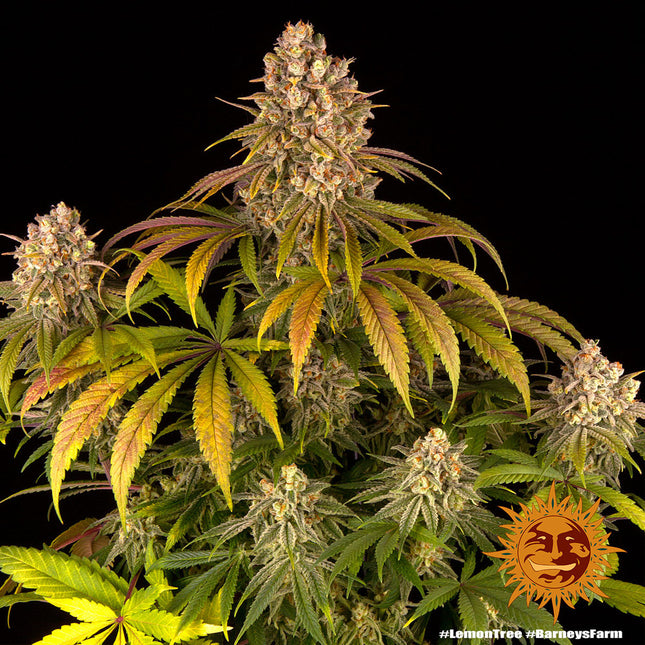 Barney's Farm Lemon Tree (5 Zaden) (Barney's Farm)