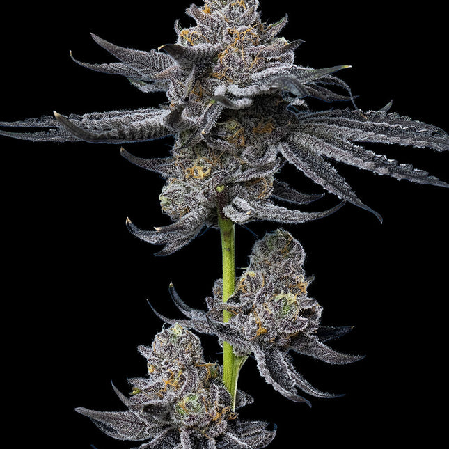 Barney's Farm LFG (Barney's Farm)