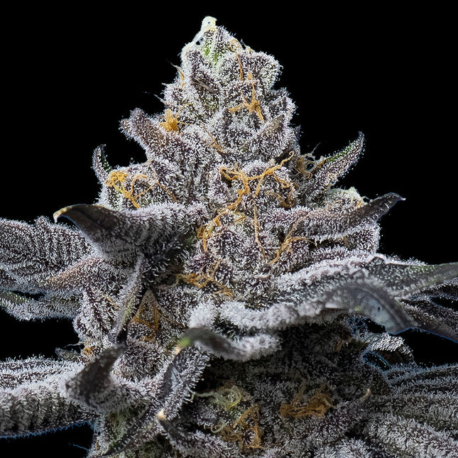 Barney's Farm LFG (Barney's Farm)