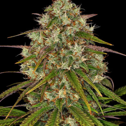Barney's Farm Liberty Haze (3 Zaden) (Barney's Farm)