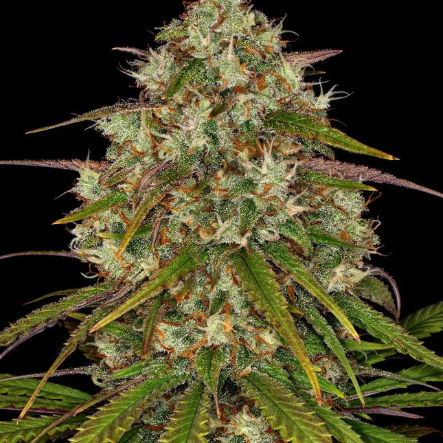 Barney's Farm Liberty Haze (3 Zaden) (Barney's Farm)