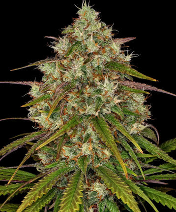 Barney's Farm Liberty Haze (3 Zaden) (Barney's Farm)