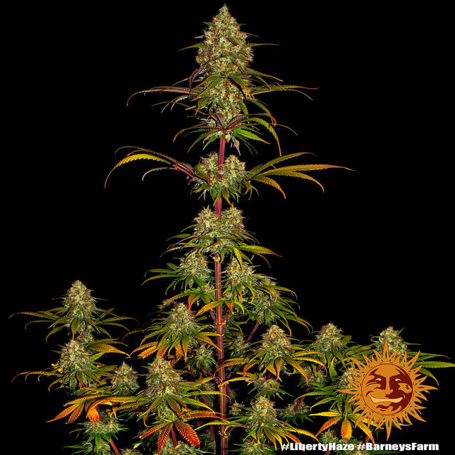 Barney's Farm Liberty Haze (3 Zaden) (Barney's Farm)