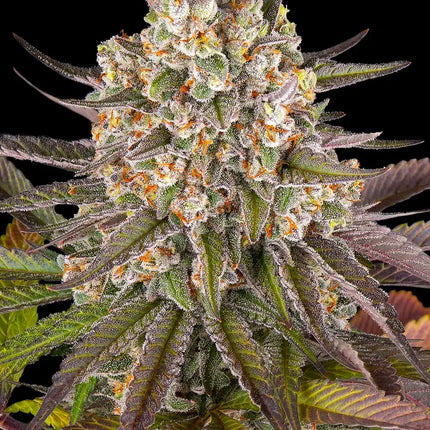 Barney's Farm Limoncello (Barney's Farm)