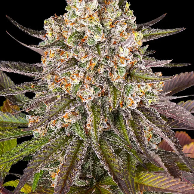 Barney's Farm Limoncello (Barney's Farm)