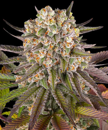 Barney's Farm Limoncello (Barney's Farm)