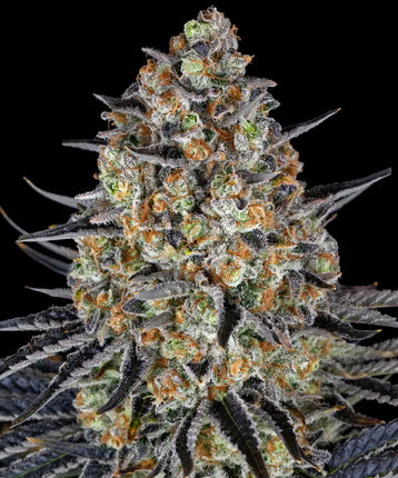 Barney's Farm LSD
