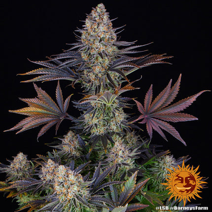 Barney's Farm LSD