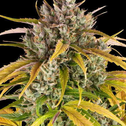 Barney's Farm LSD Auto