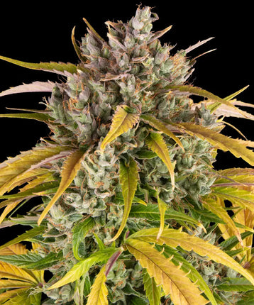Barney's Farm LSD Auto