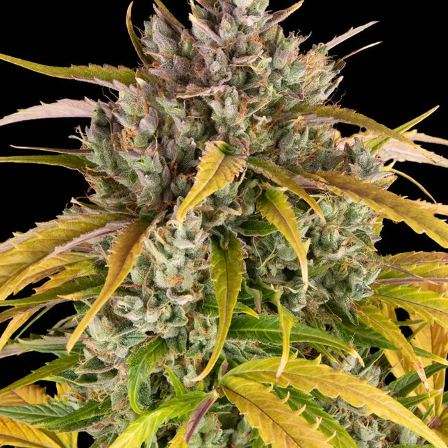 Barney's Farm LSD Auto (Barney's Farm)
