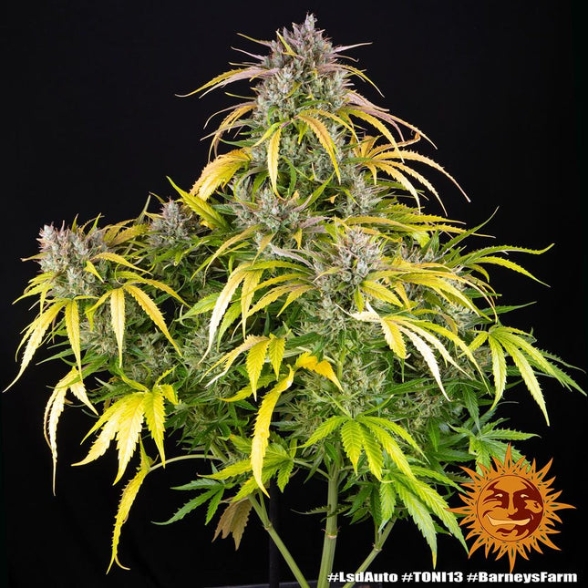 Barney's Farm LSD Auto (Barney's Farm)