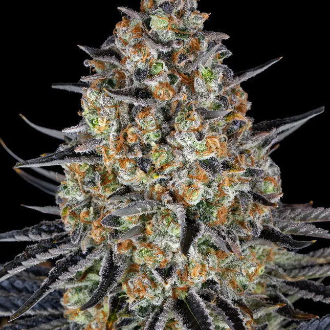 Barney's Farm LSD (Barney's Farm)